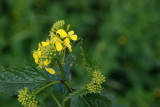 Wildflowers of Mt. Diablo