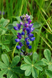 Wildflowers of Mt. Diablo