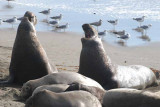 Elephant Seals of Piedras Blanca