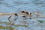 Bodega Bay  & The Sonoma Coast