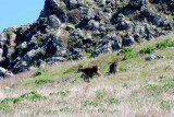 Bodega Bay  & The Sonoma Coast