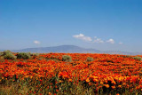 California Poppy Reserve