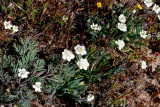 California Poppy Reserve