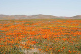 California Poppy Reserve