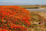 California Poppy Reserve