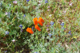 California Poppy Reserve