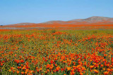 California Poppy Reserve