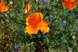 California Poppy Reserve