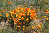 California Poppy Reserve