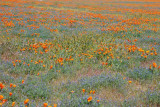 California Poppy Reserve