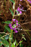 Wildflowers of Mt. Diablo