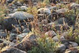 River Bank Grasses4.jpg