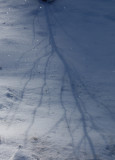 Snow shadows.jpg