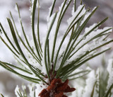 Snowy Pine.jpg