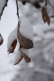 Snowy Leaf3.jpg