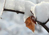 Snowy Leaf.jpg