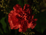 Carnation