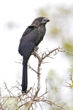 Smooth-billed Ani