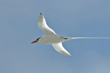 Red-billed Tropicbird