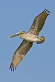 Brown Pelican in flight_3_Alafia Banks
