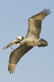 Brown Pelican with nesting material_Alafia