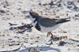 Two Banded Plower