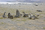 Fur Seal Family