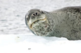 Leopard Seal South Orkneys