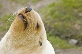 Morphed  Fur Seal
