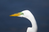 Great Egret_Ding darling_venice rookery