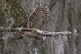 Barred Owl_Lake Cypress lake