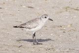 Black-bellied Plover_Ding darling_venice rookery