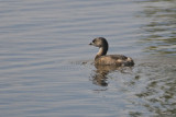 Pied-billed Grebe_Ding darling_venice rookery