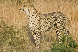 DSC_6399 Cheetah.JPG