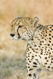 DSC_6404 Cheetah.JPG