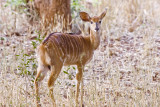 DSC_6902 Nyala female.JPG