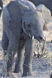 Trunkless baby elephant