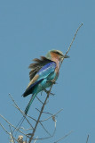  Lilac-breasted Roller