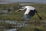 Yellow-billed Stork in flight