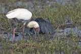 African Spoonbill and Black Heron