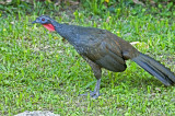 White-browed Guan