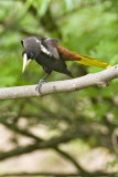 Crested Oropendola