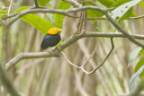 Golden-headed Manakin