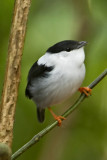 White-bearded Manakin