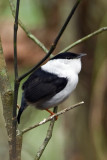 White-bearded Manakin