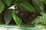 Crested Oropendola