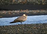 Kustlabb Arctic Skua Island