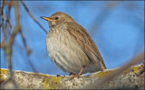 Black-throated Thrush Uppland