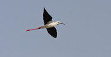 Styltlpare Blagk-winged Stilt