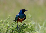 Suqerb Starling Tanzania